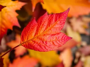 Typ urody jesień: jakie kolory pasują do Twojego stylu?