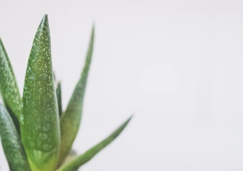 Czy aloes na tatuaż jest bezpieczny? Jak działa aloes na skórę